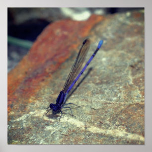 Purple Damselfly Posing On Rock Close Up Poster