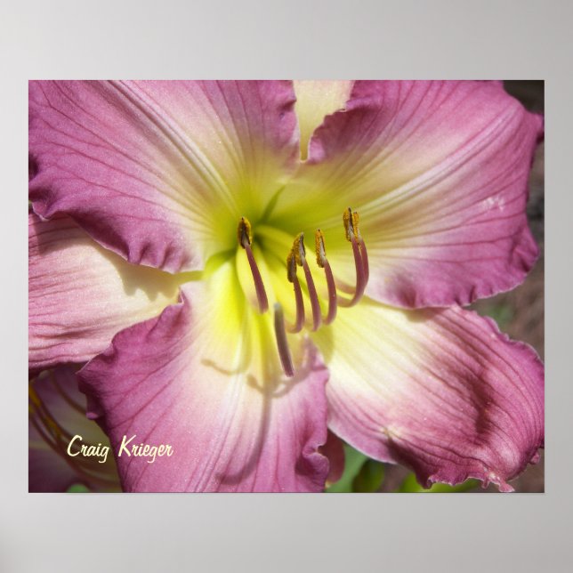 Purple Daylily Poster (Front)