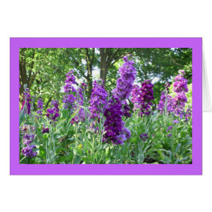 Purple Delphinium Cards