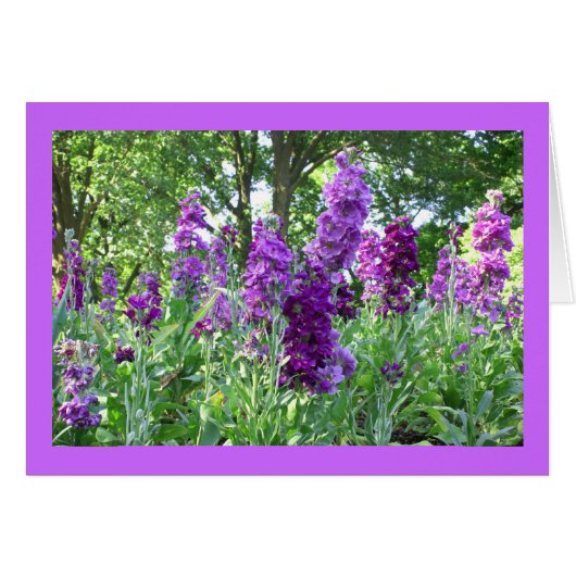 Purple Delphinium Cards (Front Horizontal)