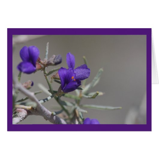 Purple desert wildflower cards (Front Horizontal)
