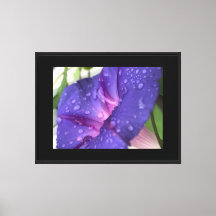 Purple Dewdrop Morning Glory