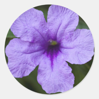Purple Dwarf Mexican Petunia Classic Round Sticker