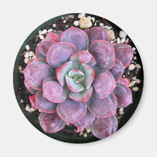 Purple Echeveria Raindrops Succulent Magnet