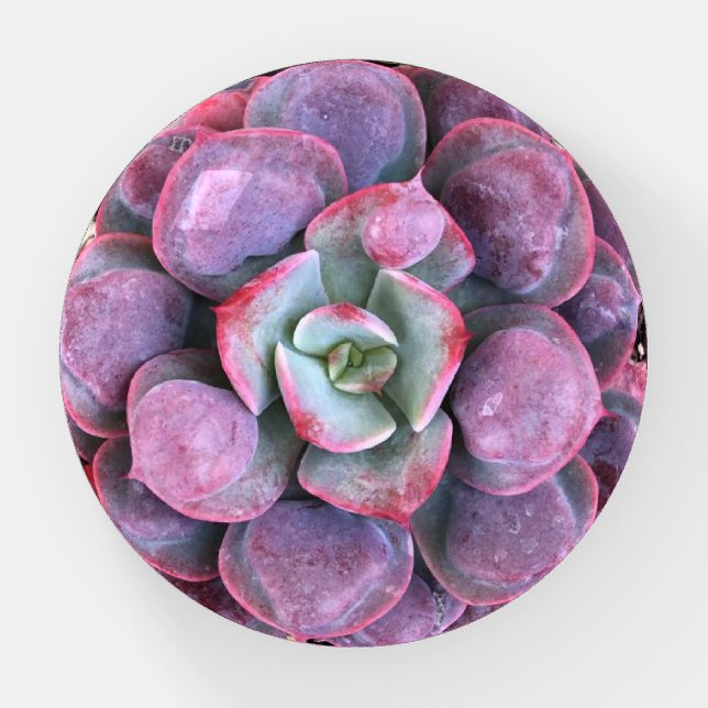 Purple Echeveria  Succulent Glass Paperweight (Front)