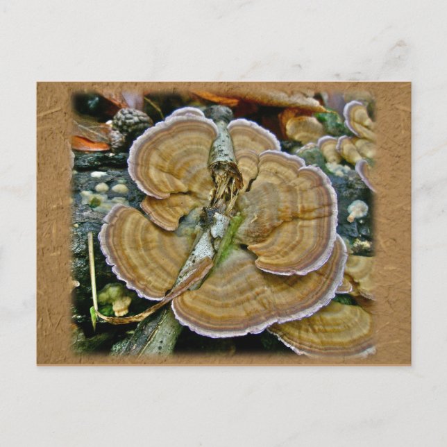 Purple Edge Shelf Fungus Coordinating Items Postcard (Front)
