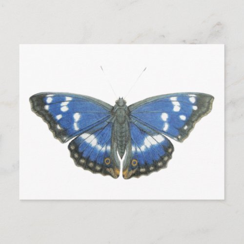 Purple Emperor 2012 Postcard