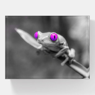 Purple-eyed frog paperweight