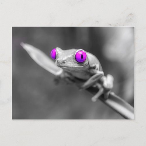 Purple_eyed frog postcard