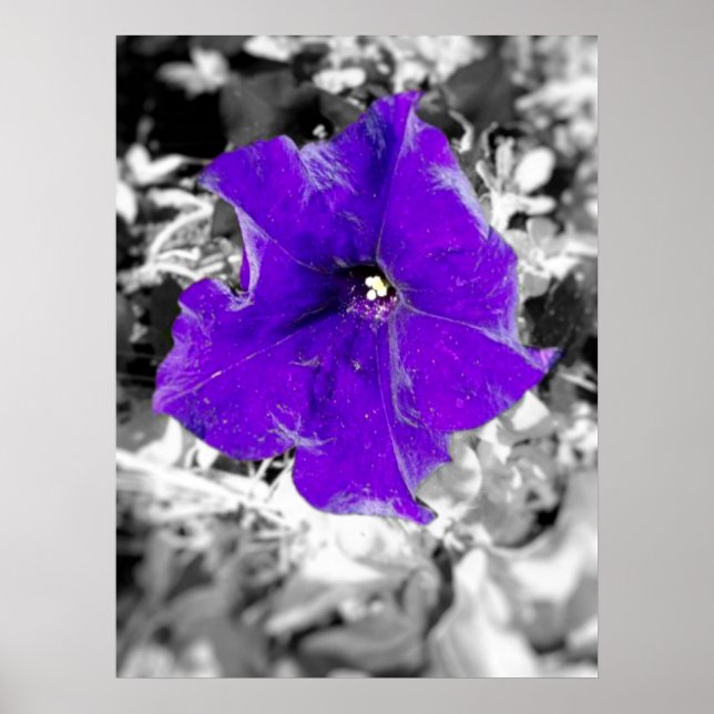 Purple fever poster (Front)