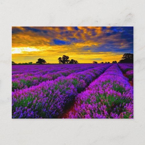 Purple Fields Postcard