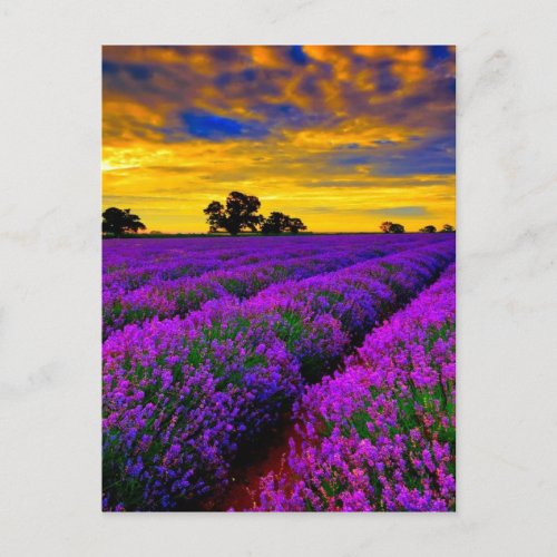 Purple Fields Postcard