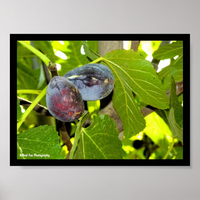 Purple Figs in Tree Poster (Front)