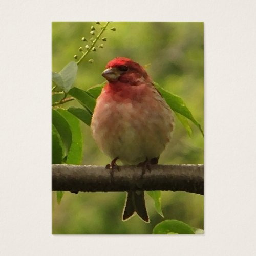 Purple Finch ATC Business Card Template