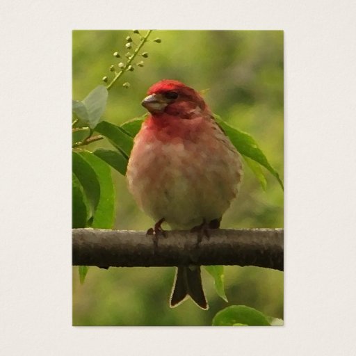 Customizable Purple Finch ATC Business Card Template