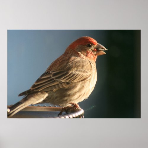 Purple Finch Bird Photo Print