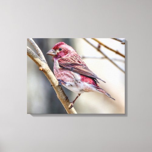 Purple Finch Canvas Print