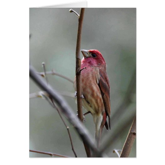 Purple Finch Cards (Front)