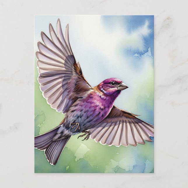 Purple Finch in flight Postcard (Front)
