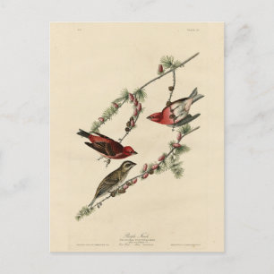 Purple Finch - John J. Audubon's Birds of America Postcard
