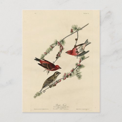 Purple Finch _ John J Audubons Birds of America Postcard