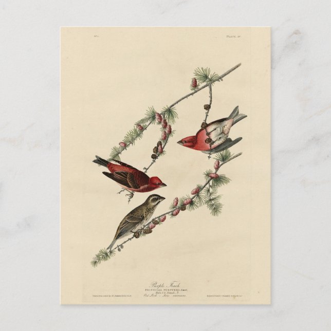 Purple Finch - John J. Audubon's Birds of America Postcard (Front)