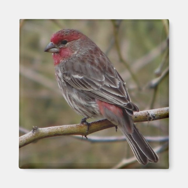 purple finch magnet (Front)