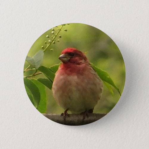 Purple Finch Pinback Button