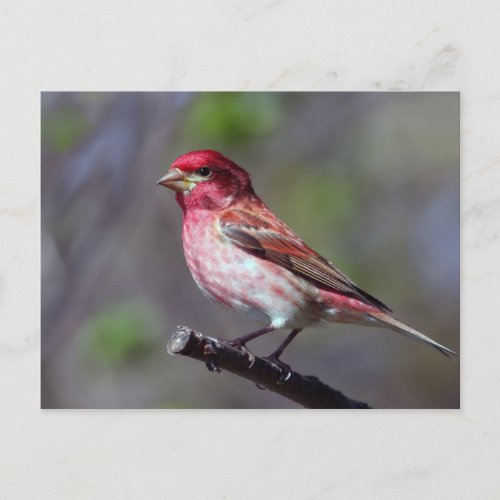 Purple Finch Postcard