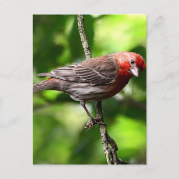 Purple Finch Postcard by GoingPlaces at Zazzle