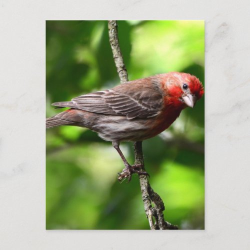 Purple Finch Postcard