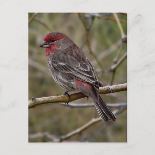 Purple finch postcard