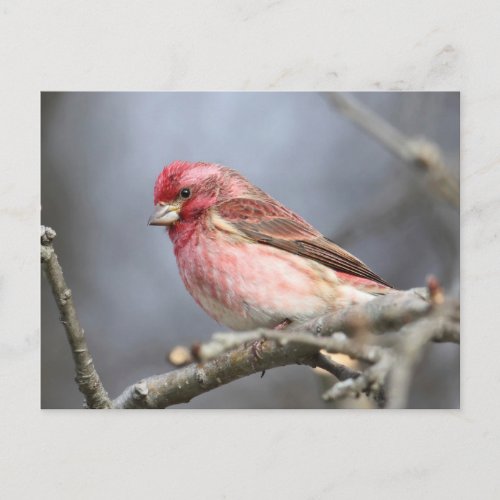 Purple Finch Postcard