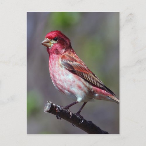 Purple Finch Postcard