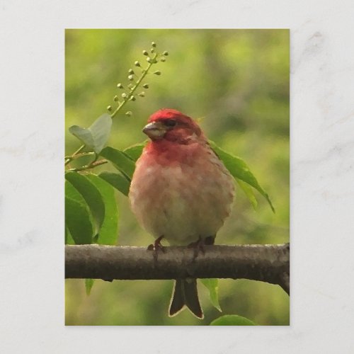 Purple Finch Postcard