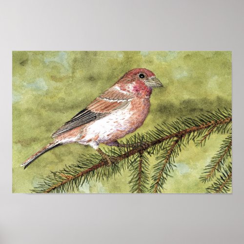 Purple Finch Poster