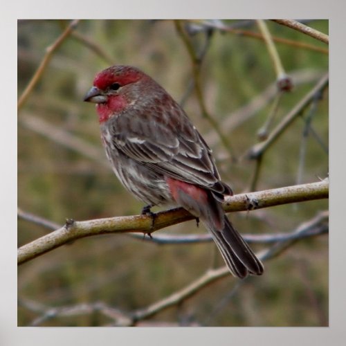 Purple finch print