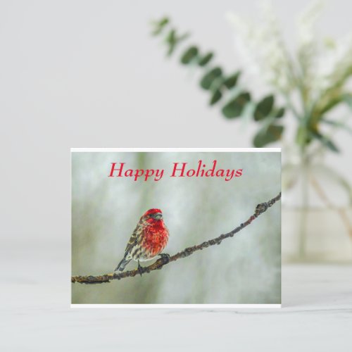 Purple Finch Red Bird Happy Holidays Holiday Postcard