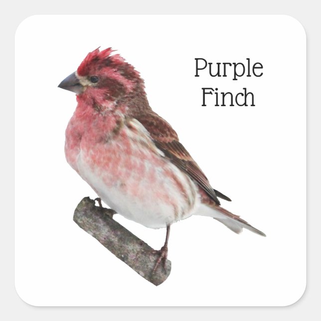 Purple Finch Square Sticker (Front)
