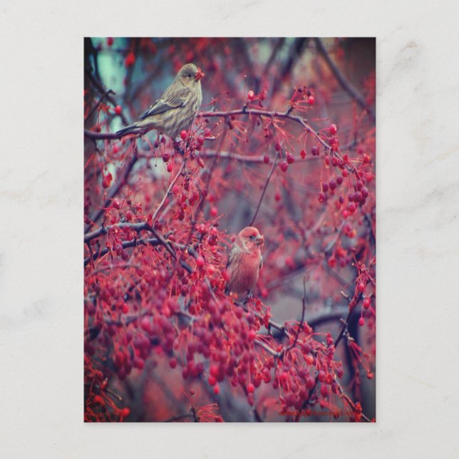 Purple Finches Postcard (Front)