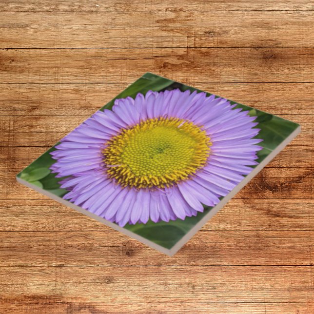 Purple Fleabane Daisy Floral Ceramic Tile (In Situ)