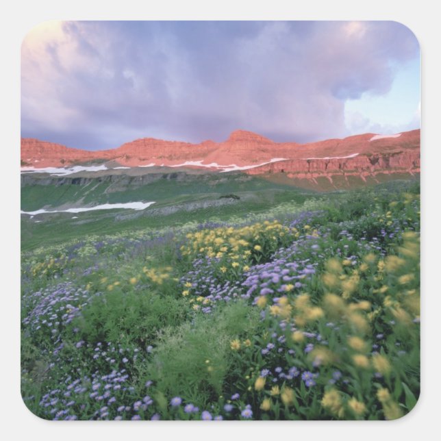 Purple Fleabane (erigeron peregrinus) and Yellow Square Sticker (Front)