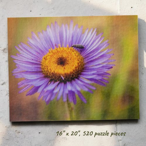 Purple Fleabane Flower and Insect Photograph