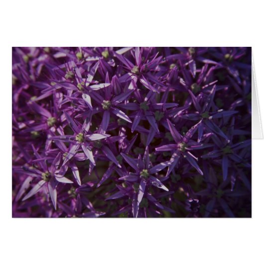 Purple Floral Bloom Blank Card (Front Horizontal)
