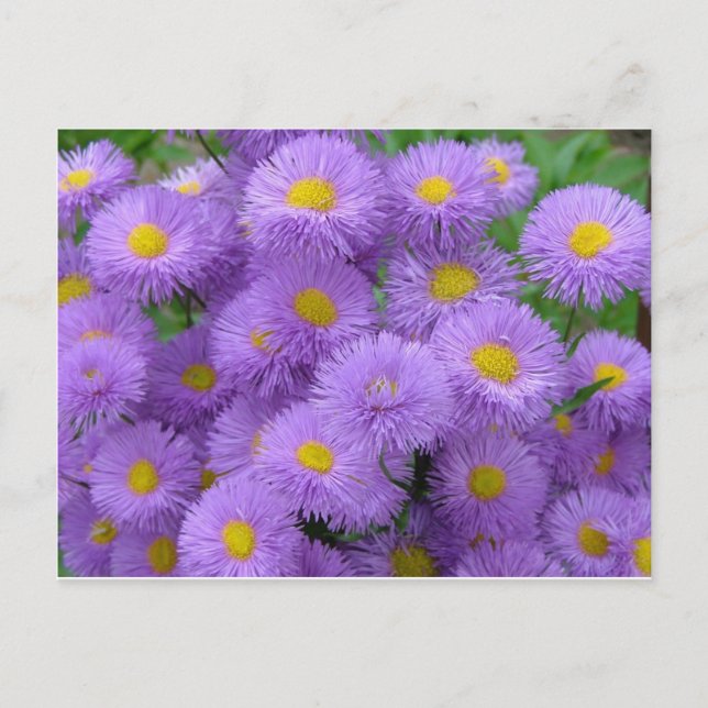Purple Floral Postcard (Front)
