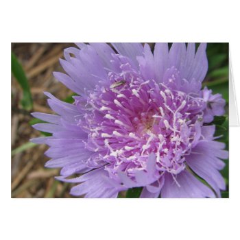 Purple Flower by apollosgirl at Zazzle