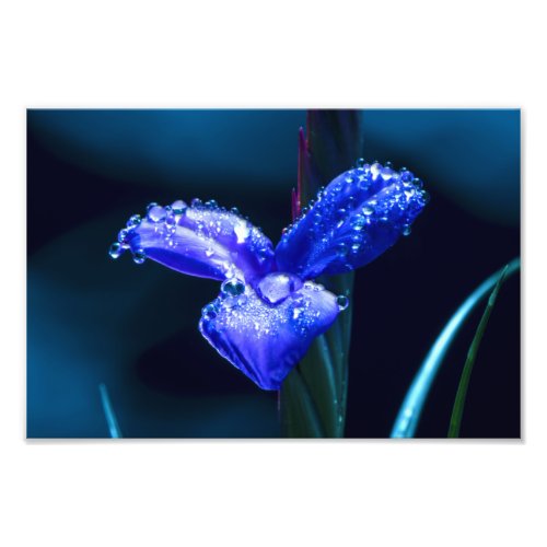 Purple Flower after Spring Rain Photo Print