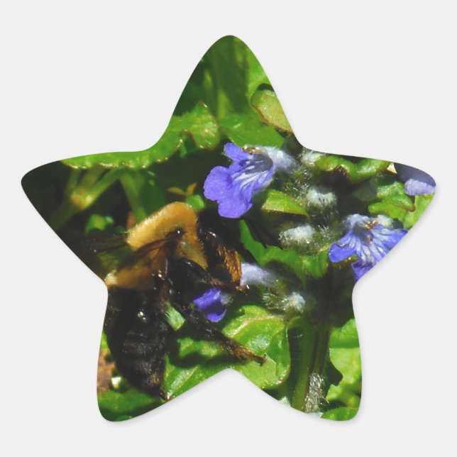 Purple Flower and Bumble Bee Star Sticker (Front)