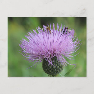Purple Flower and Insects #2 Postcard