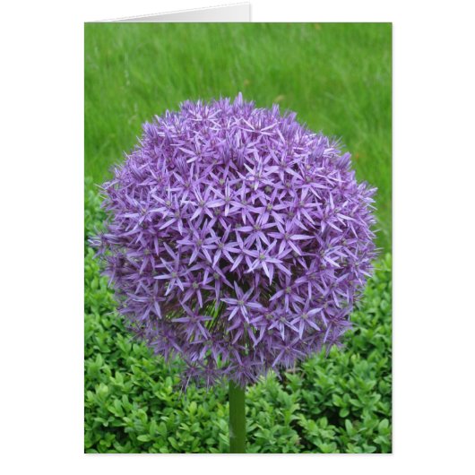 Purple Flower Ball Cards (Front)